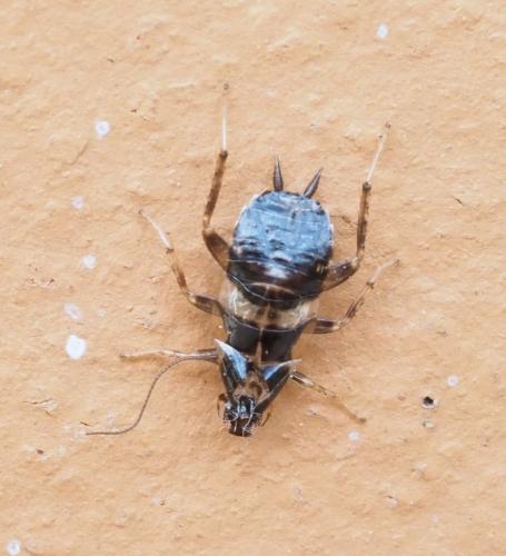 Réf. 235 030 : Planuncus vinzi